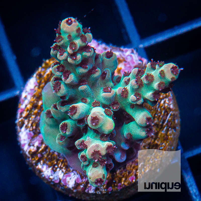 Red Polyp Acropora 49 28.jpg