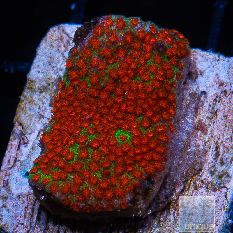 Red Polyp Montipora 34 26.JPG