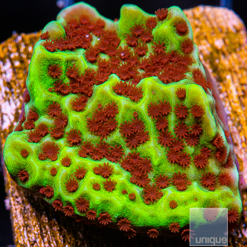 Red Polyp Montipora 48 22.JPG