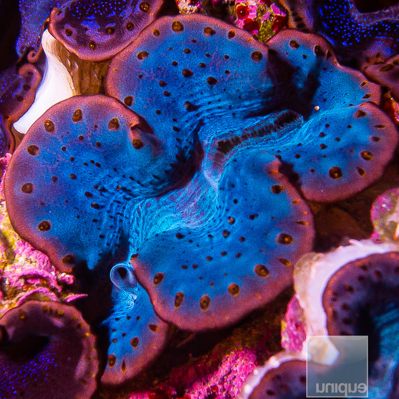 Red Sea Maxima Clam 139 80.JPG