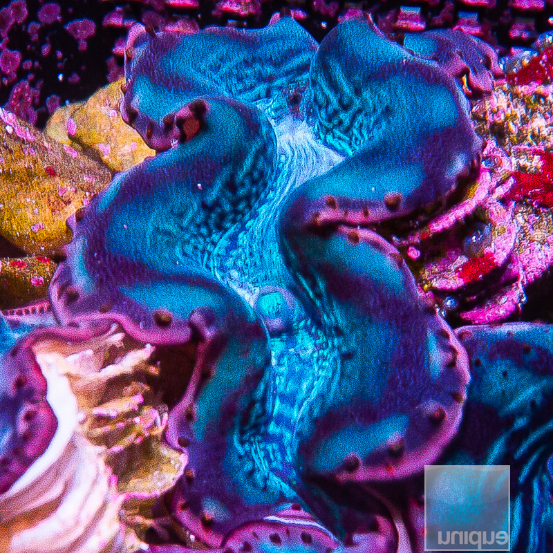 Red Sea Maxima Clam 139 90.JPG