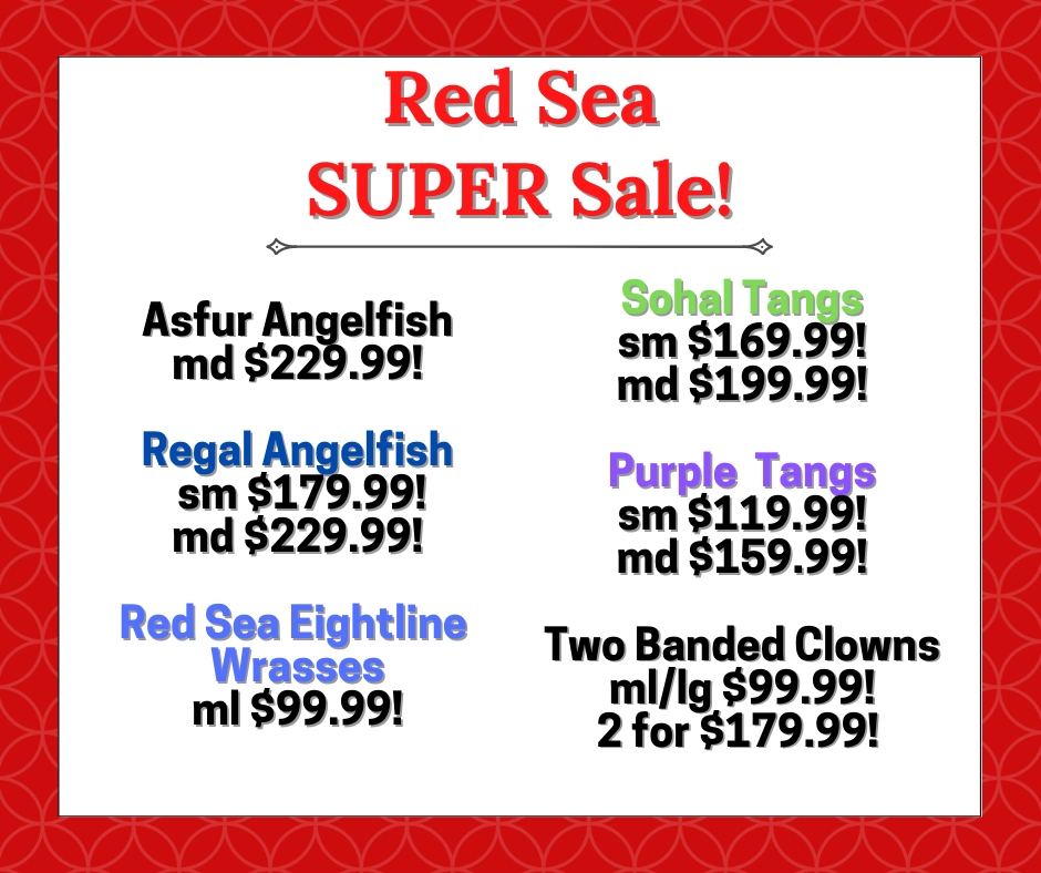 Red Sea Super Sale! (1).png