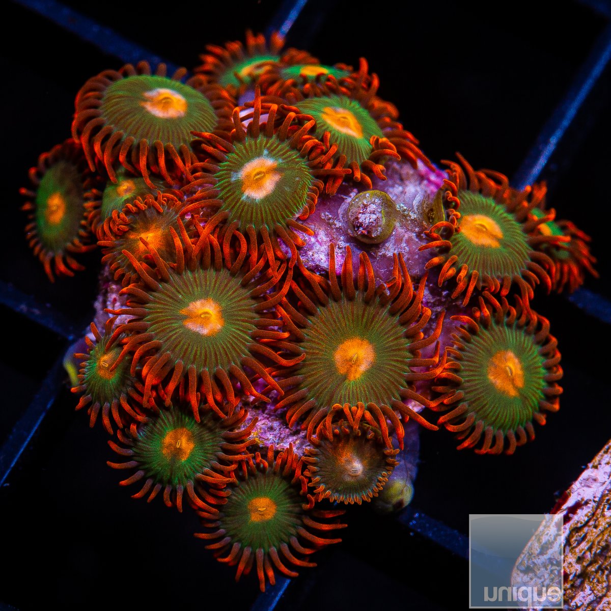 Red Skirt Zoanthid 119 26.JPG