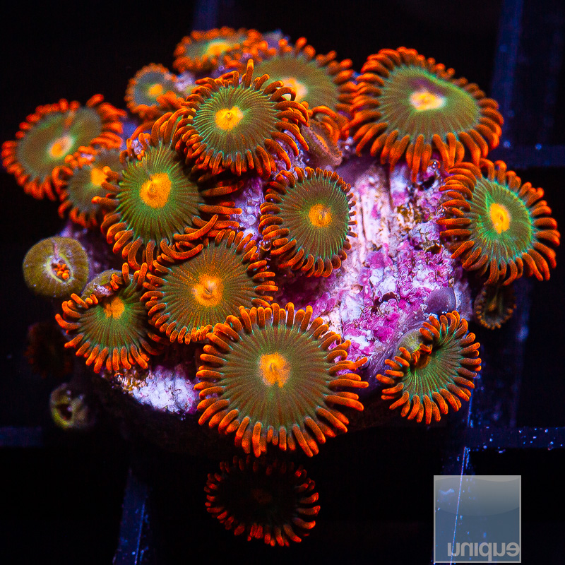 Red Skirt Zoanthid 139 72.JPG