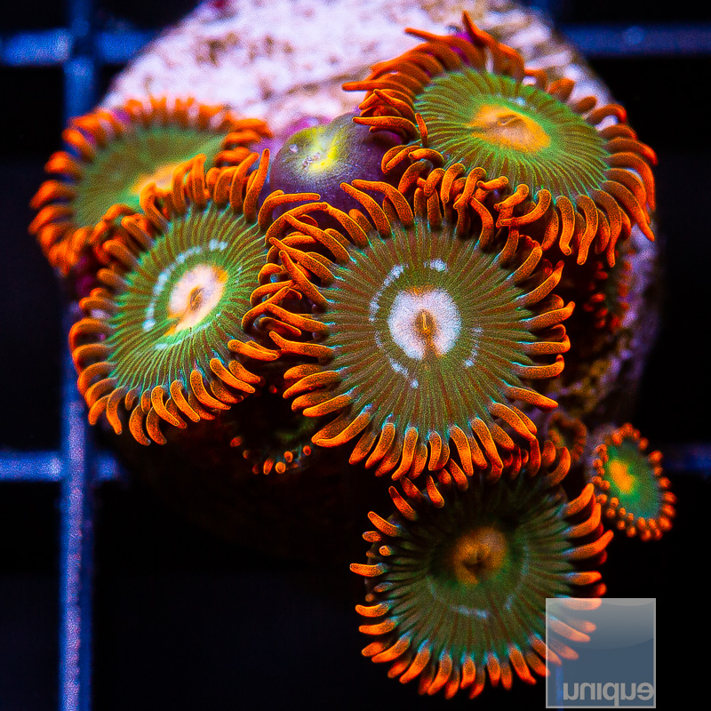 Red Skirt Zoanthid 59 26.JPG