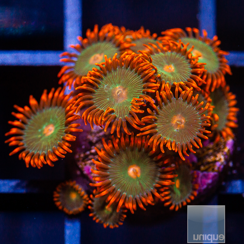 Red Skirt Zoanthid 69 24.JPG