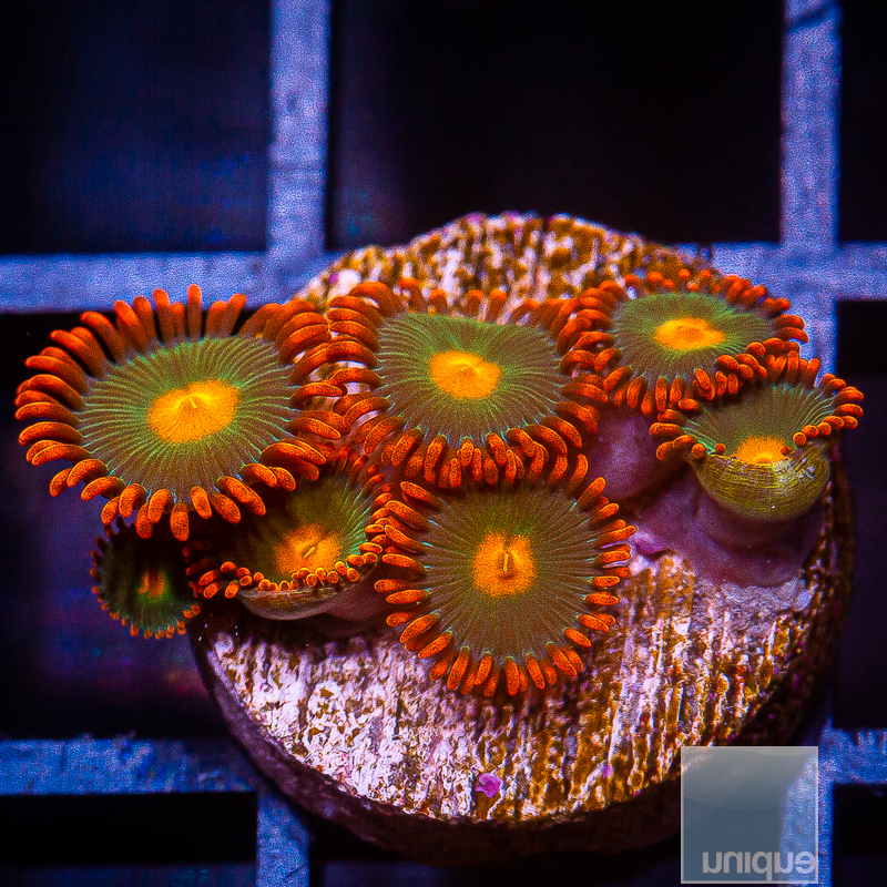 Red Skirt Zoanthid 69 26.JPG