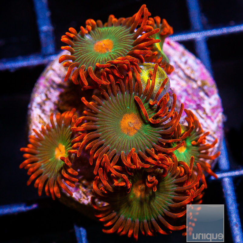 Red Skirt Zoanthid 76 28.JPG