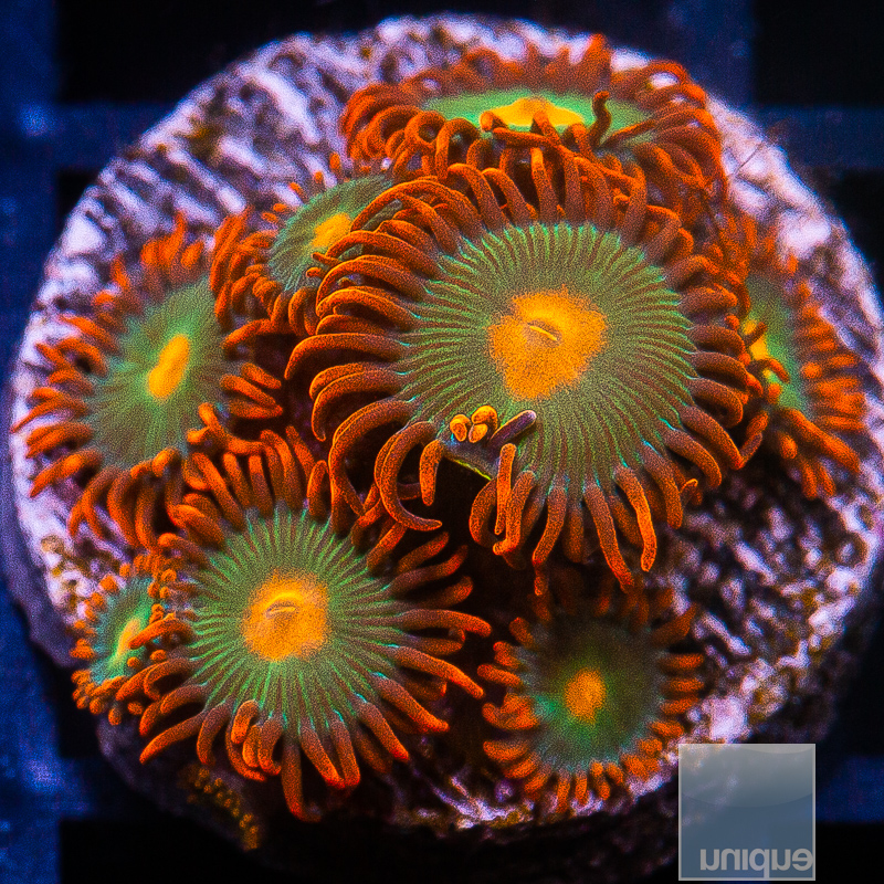 Red Skirt Zoanthid 79 36.JPG