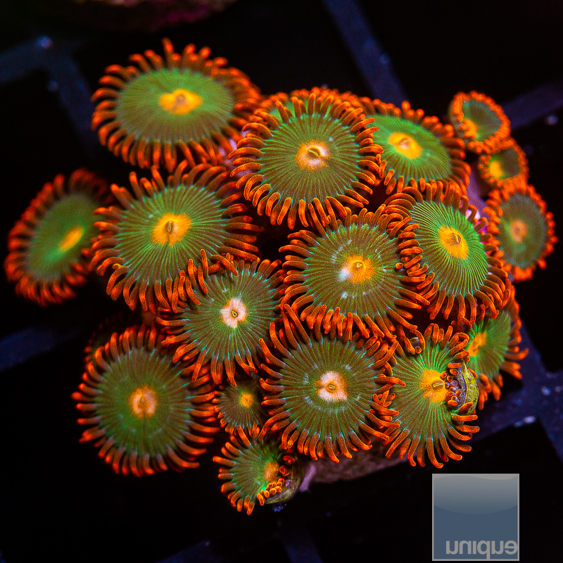 Red Skirt Zoanthid 79 36.JPG