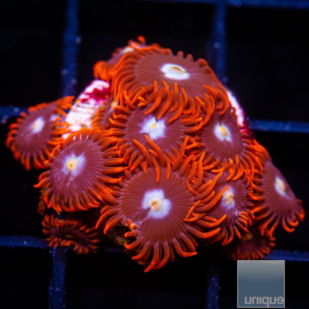 Red Skirt Zoanthid 89 26.JPG