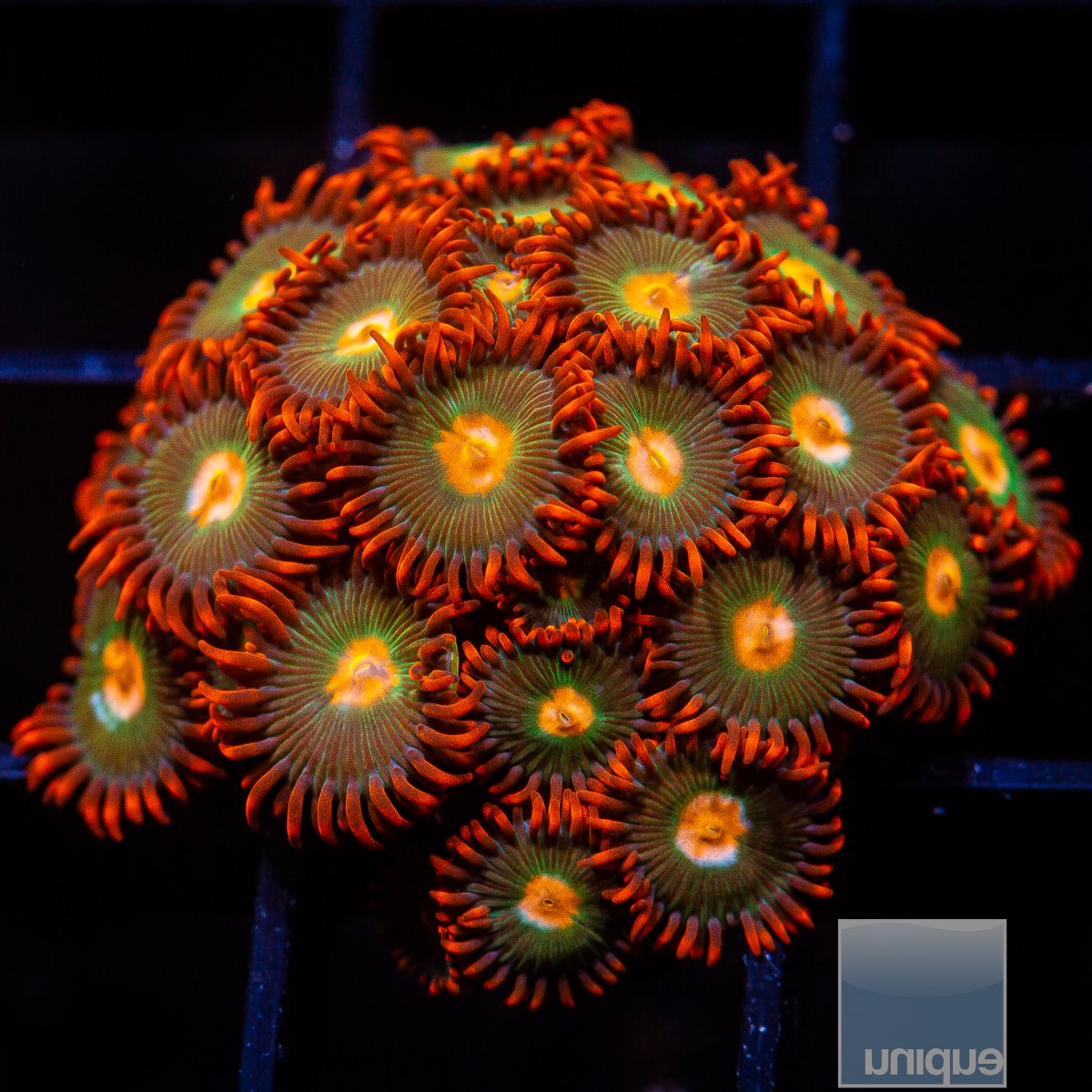 Red Skirt Zoanthid growout 159 92.JPG