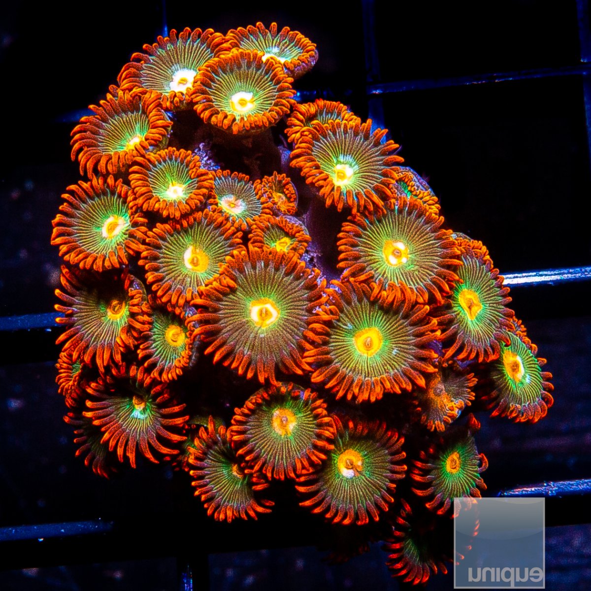 Red Skirt Zoanthid mini colony 159 65.JPG