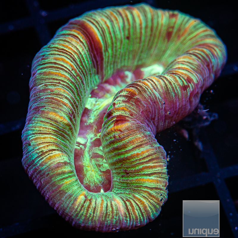 Red Streak Trachyphyllia 109 72.JPG