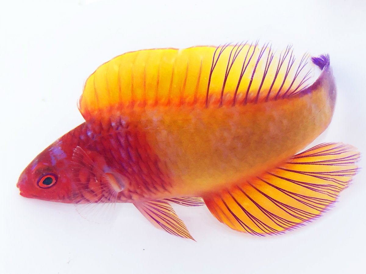 Red Velvet Wrasse Male.jpg