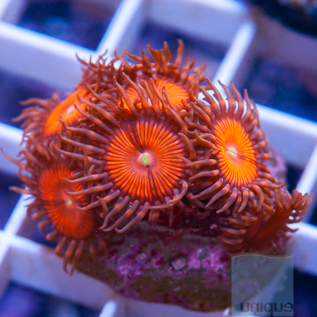 red zoas 19 29.jpg