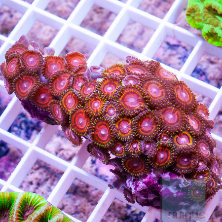 red zoas.jpg