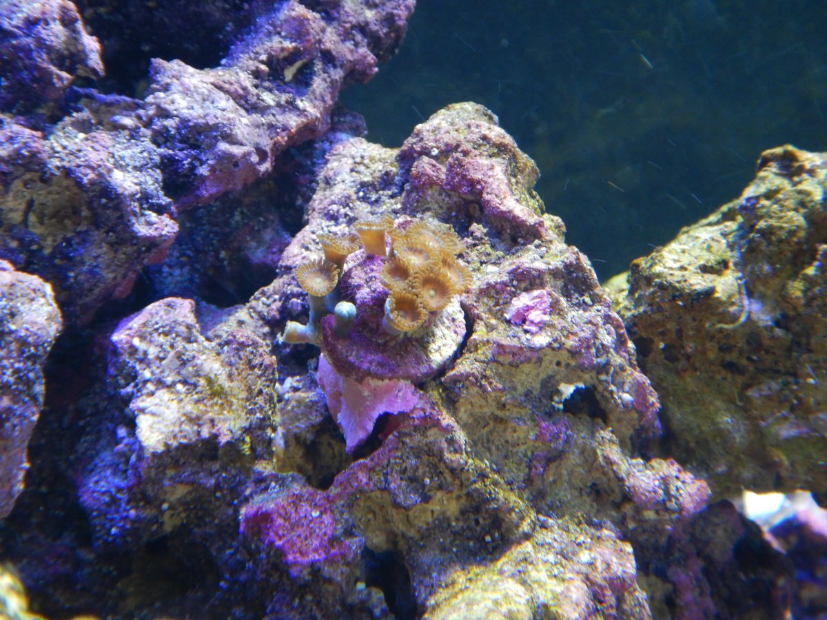 red zoas more open.JPG