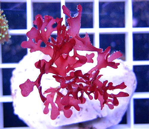 redalgae.jpg