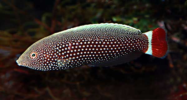 RedTailTamarinWrasse.jpg