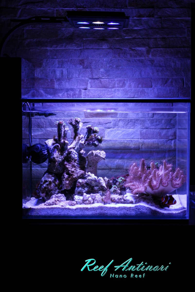 reef 11_05_23-6.jpg