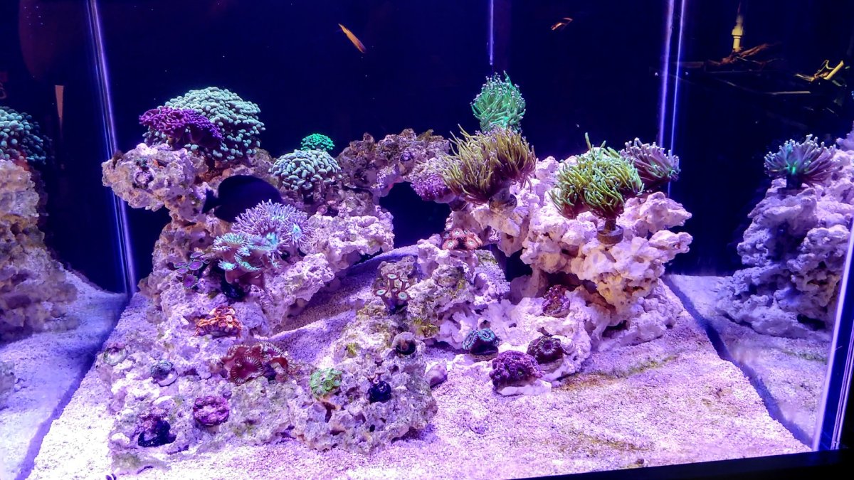 reef 3 23 24.jpg