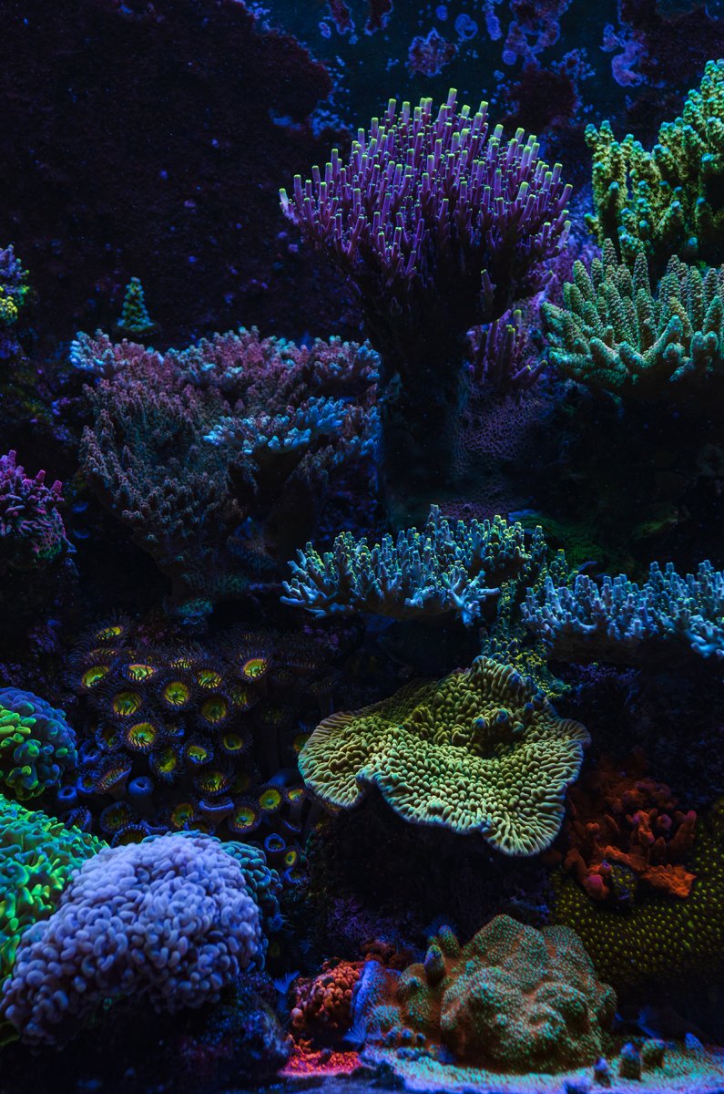 reef-3.jpg