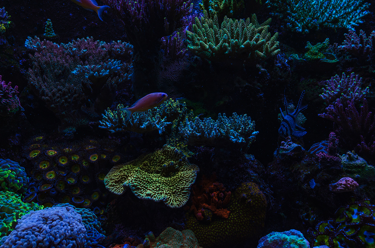 reef-8.jpg