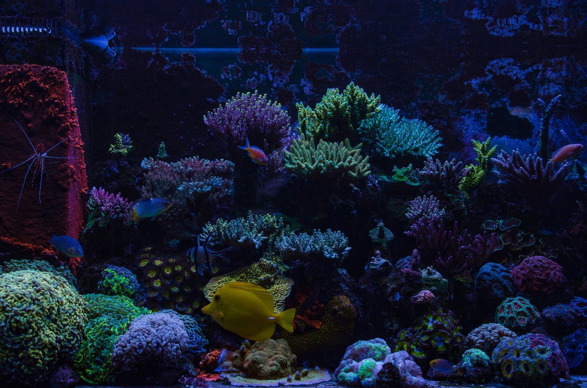 reef-9.jpg