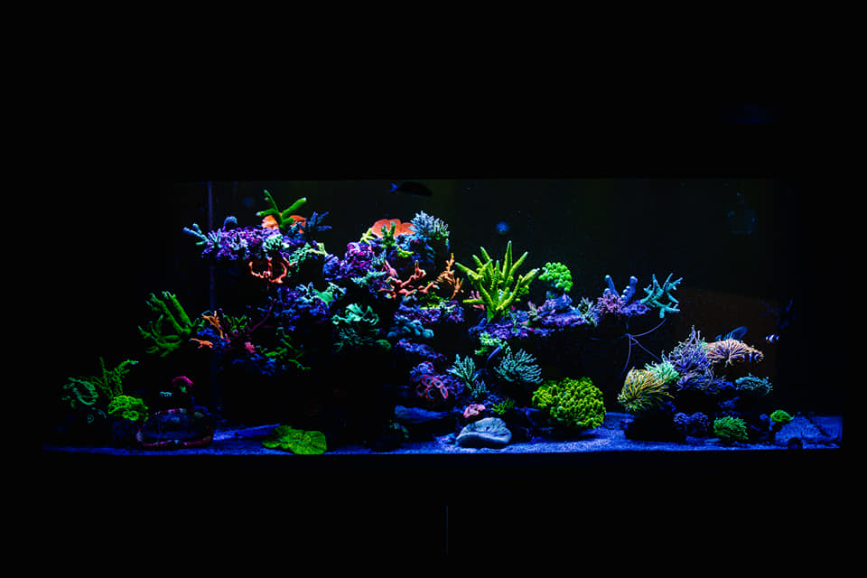 reef aquarium or3 led light orphek.jpeg