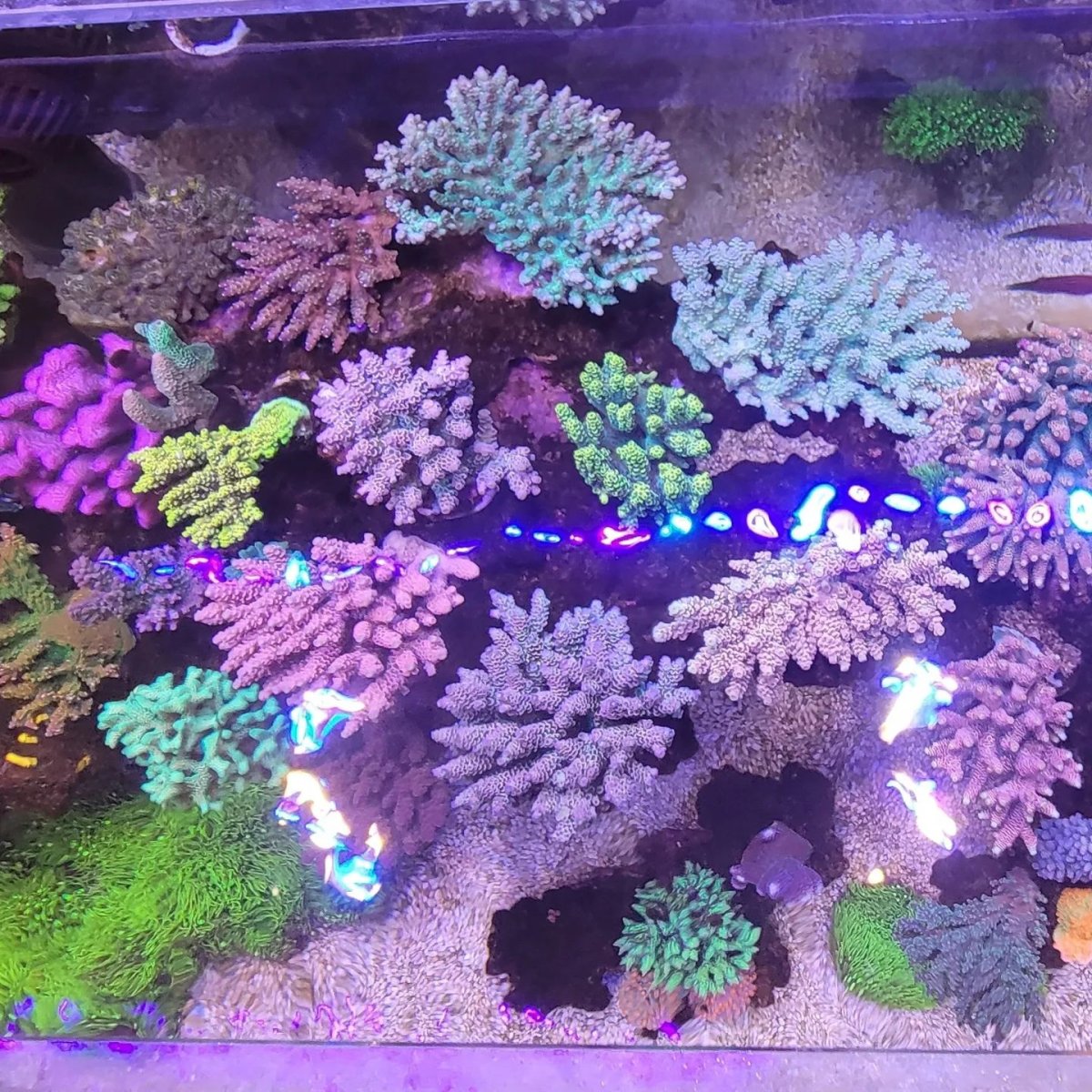 reef aquarium sps OR3 120 led bar orphek.jpeg
