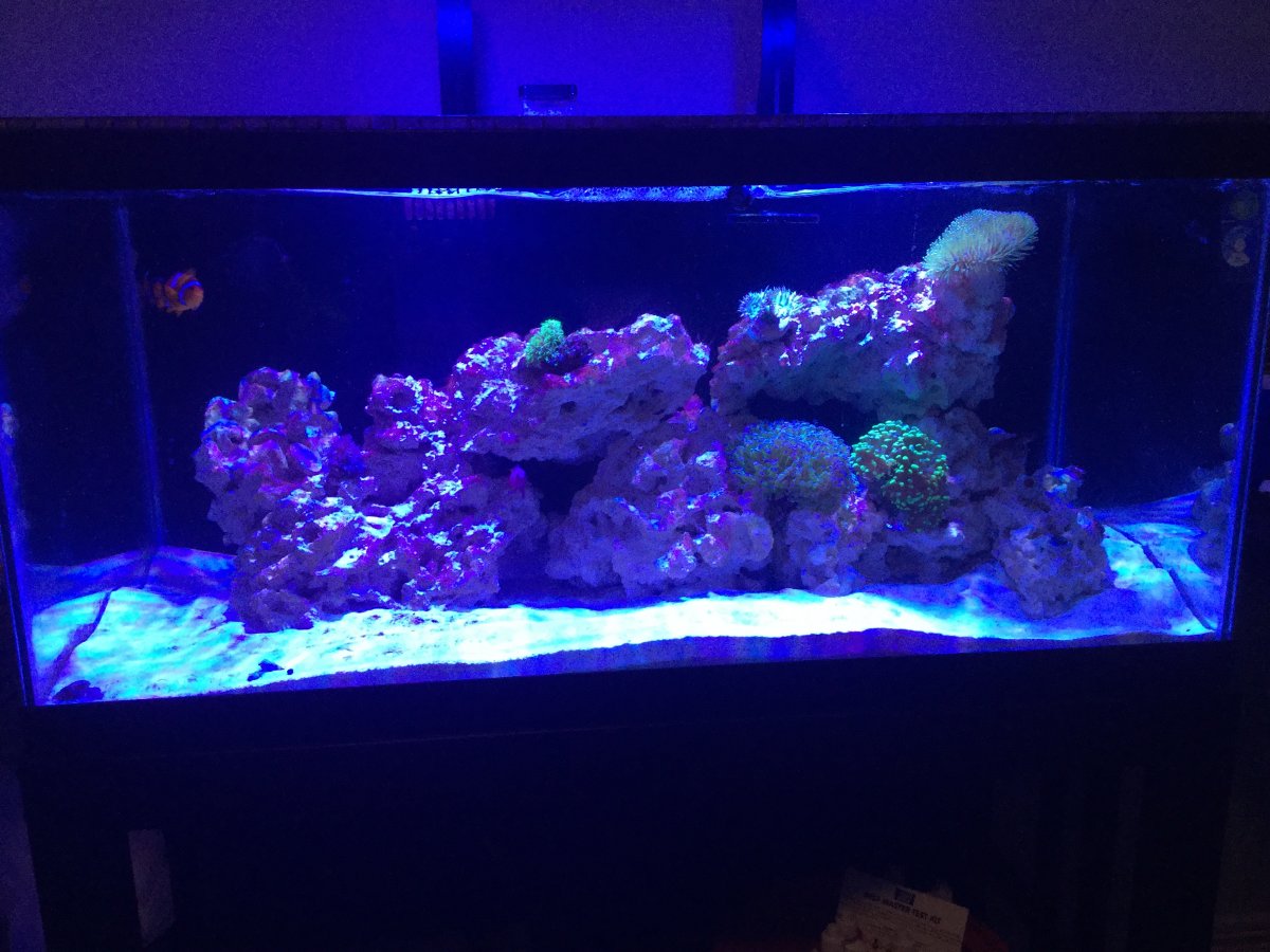 Reef Feb 2018.JPG