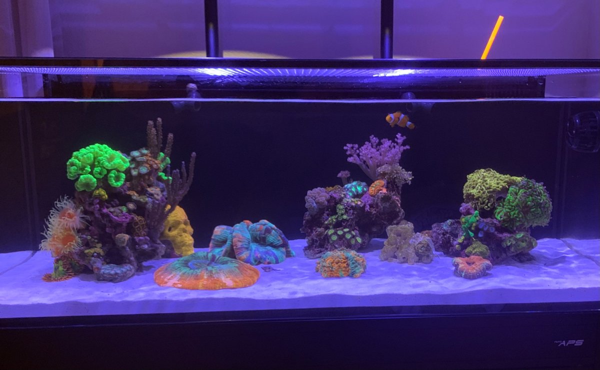 Reef.jpg