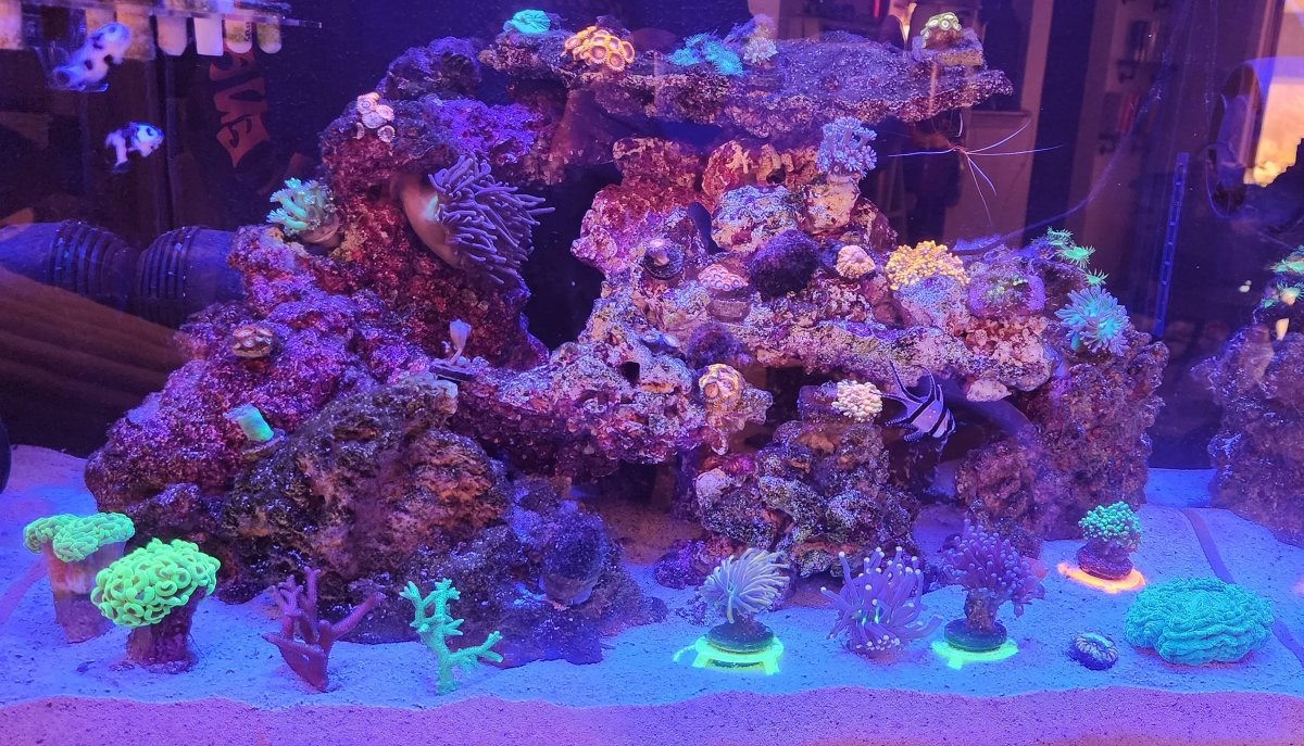 Reef life.jpg