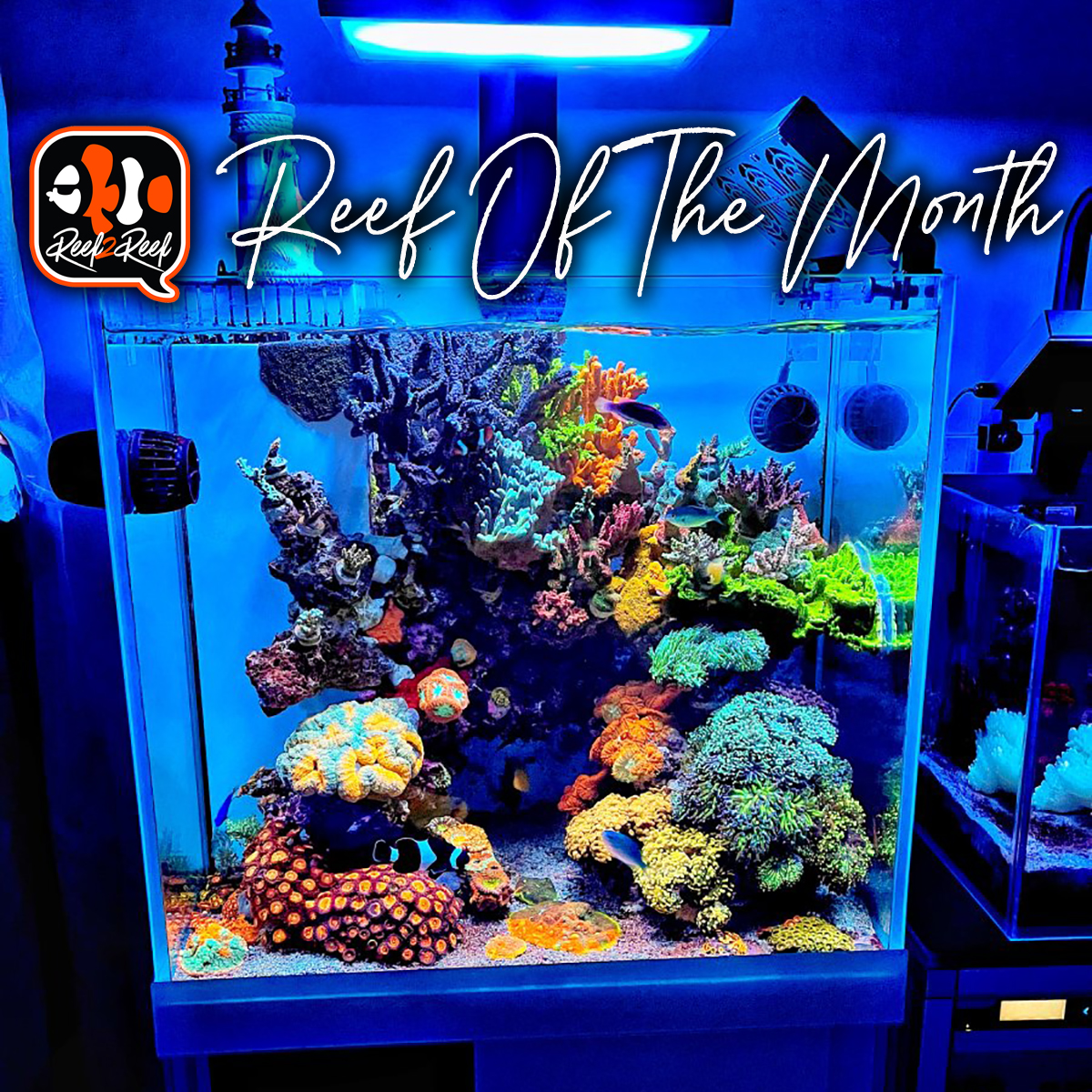 Reef of the month (1) copy.jpg