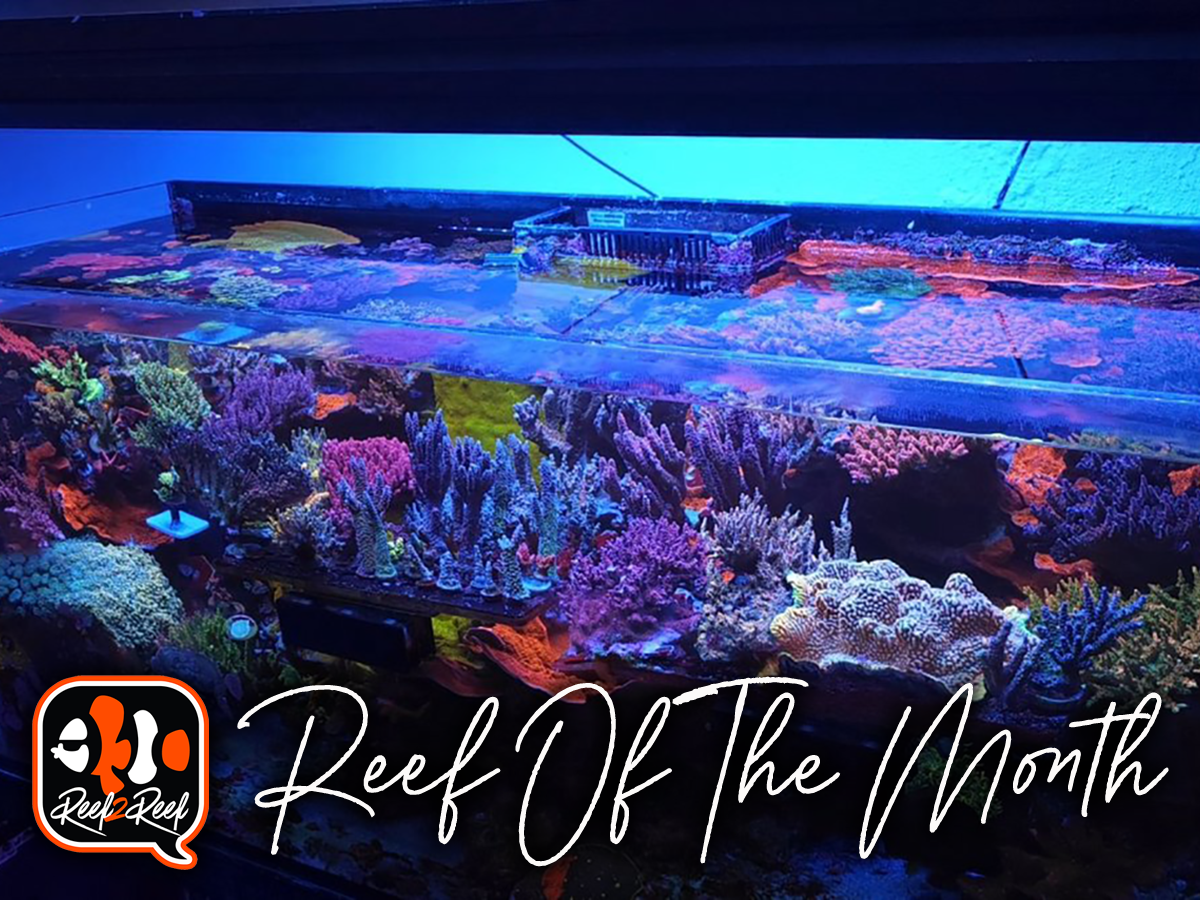 Reef of the month.png