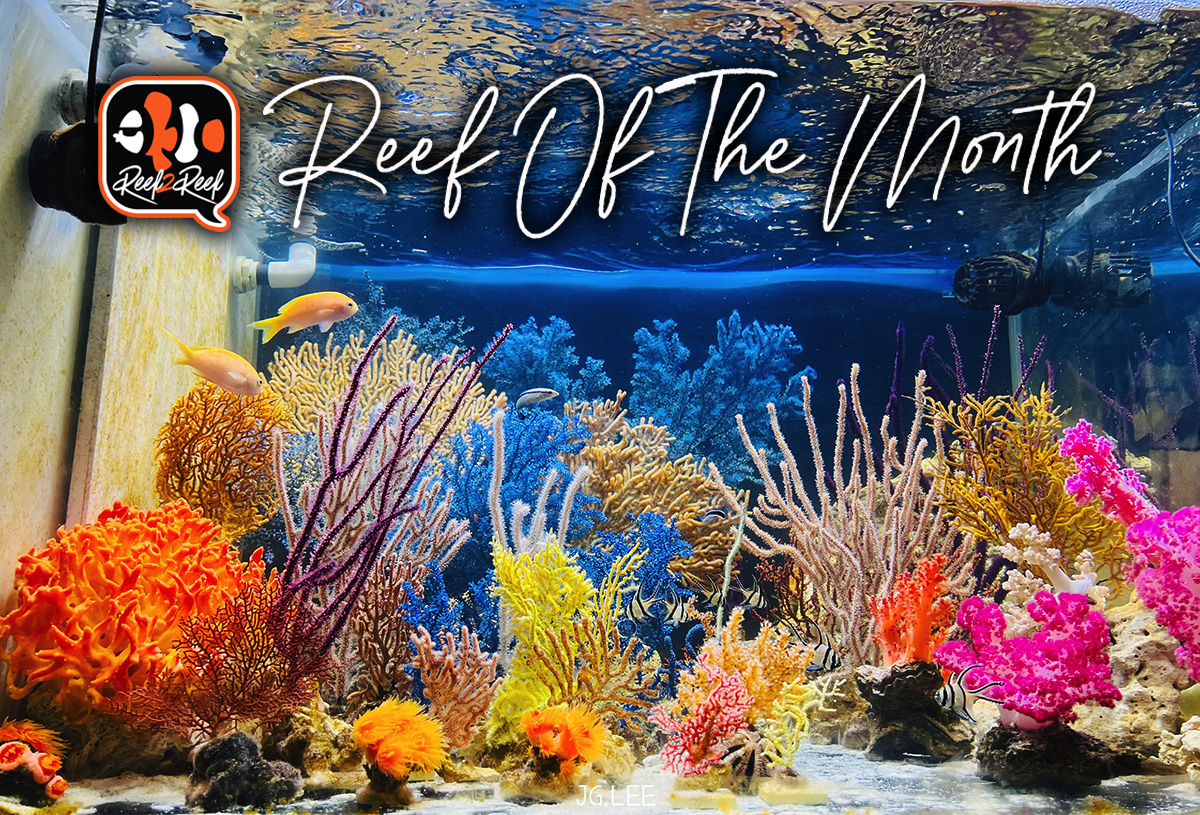 Reef of the month title.jpg