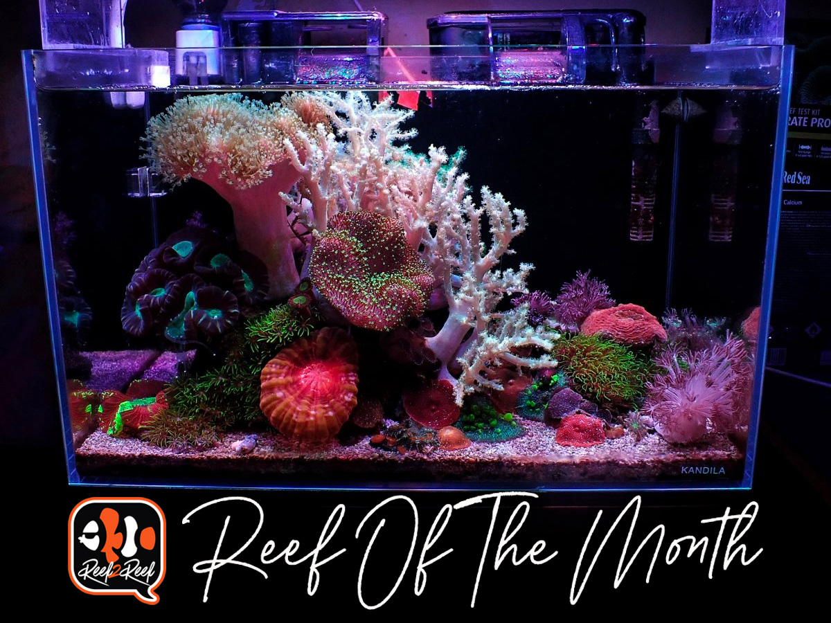 Reef of the month title.jpg