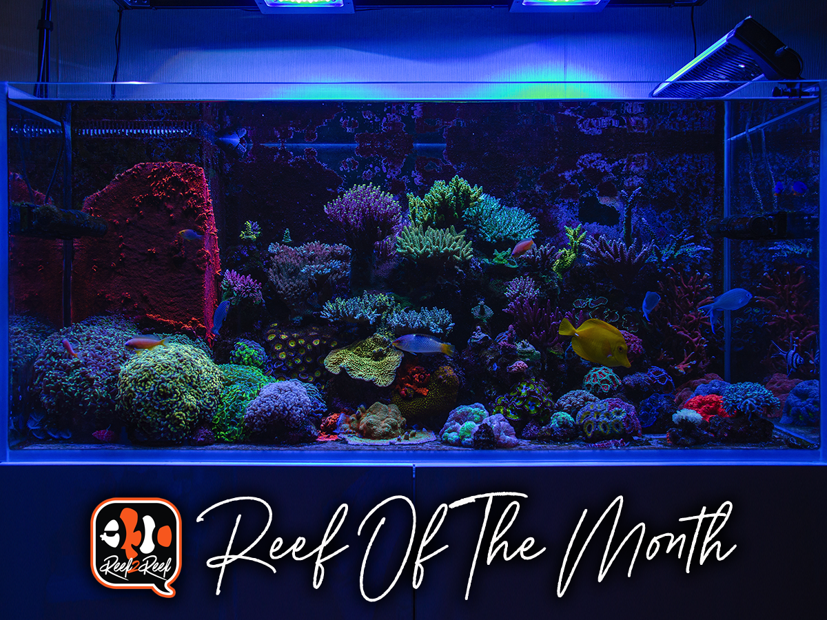 Reef of the month title.png