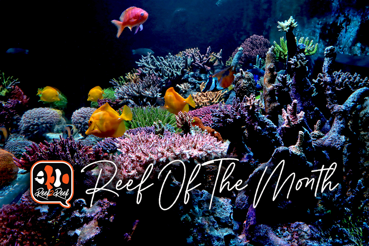 Reef of the month title.png