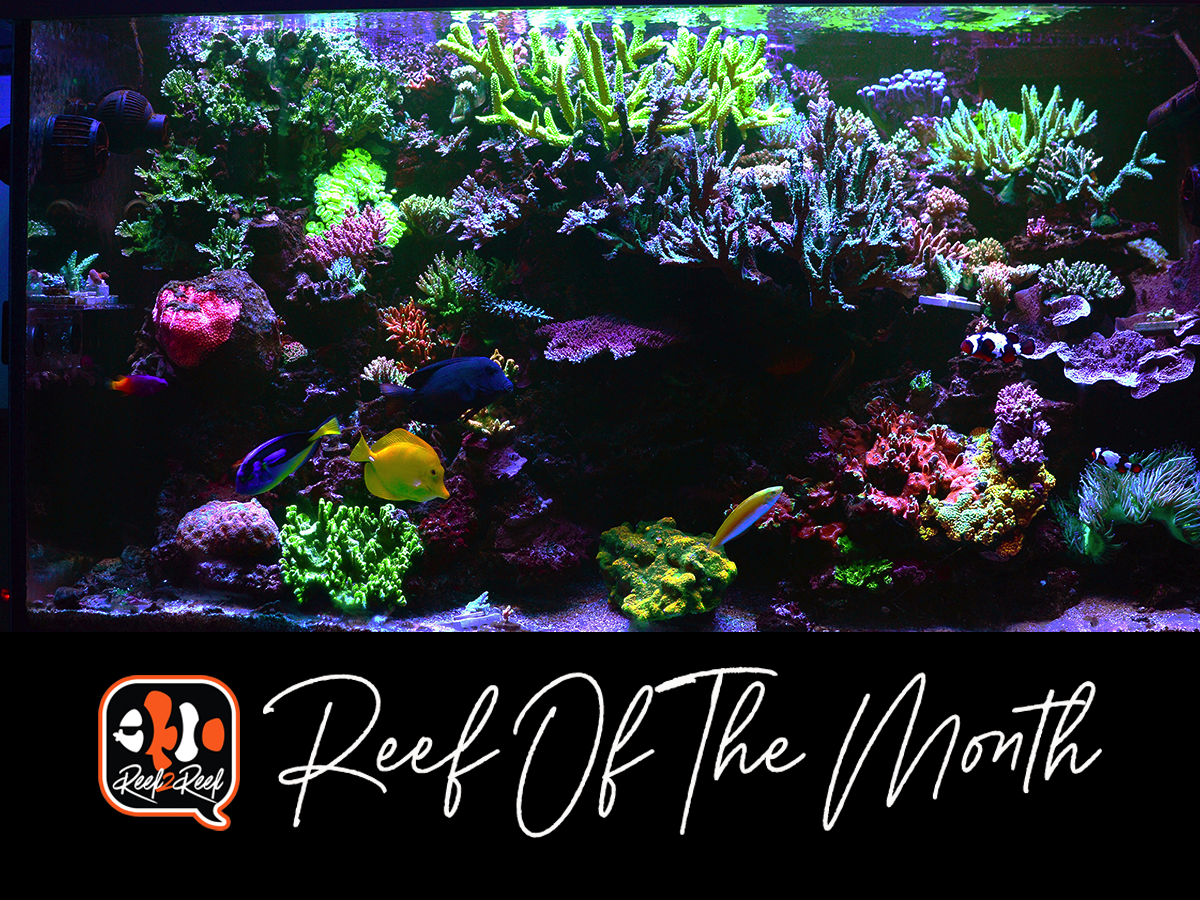 Reef of the month  title.png