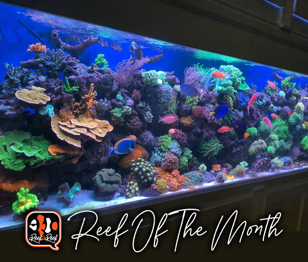 Reef of the month  title.png