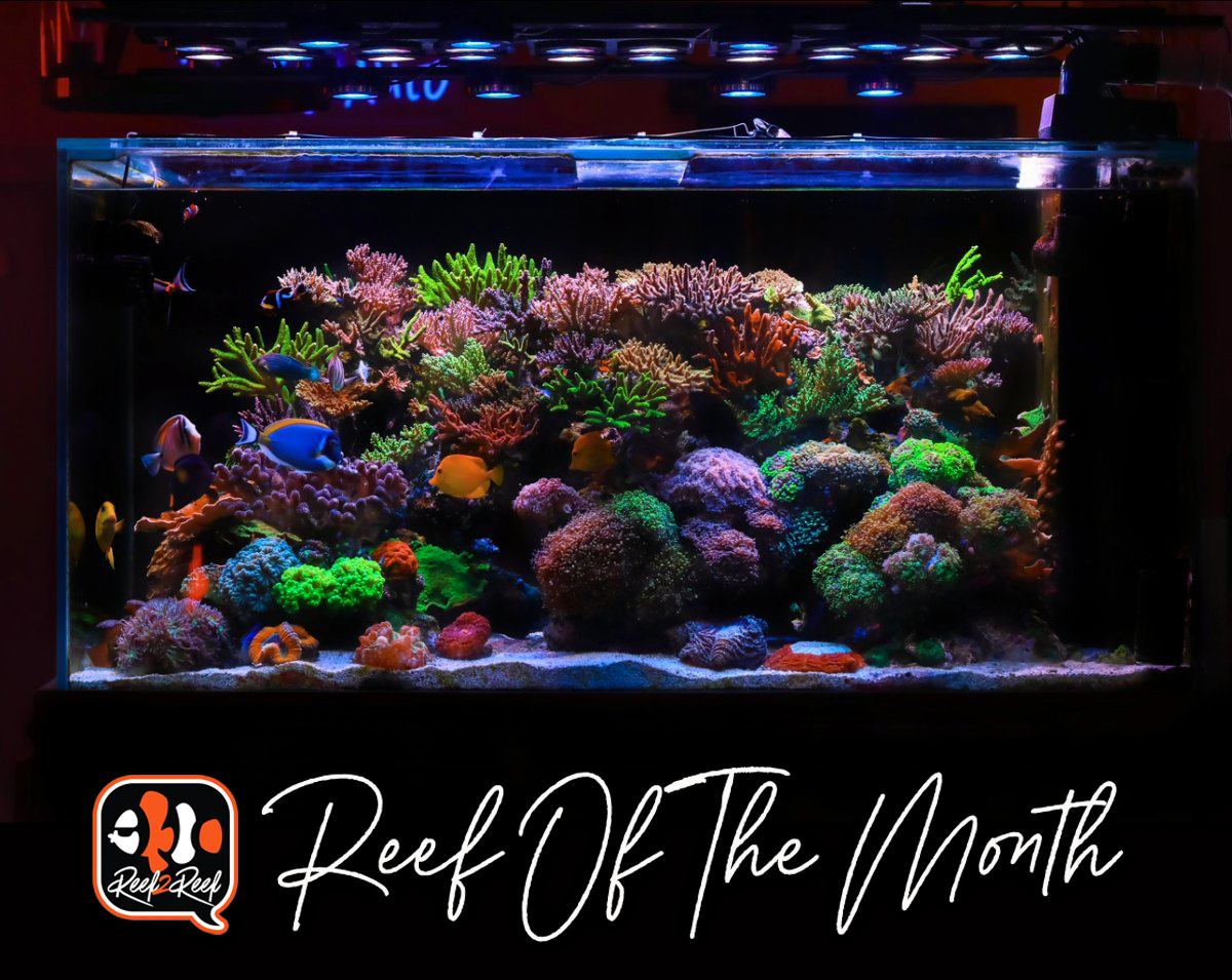 Reef of the month  title.png