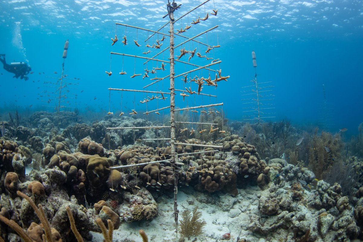 Reef Renewal Bonaire.jpg