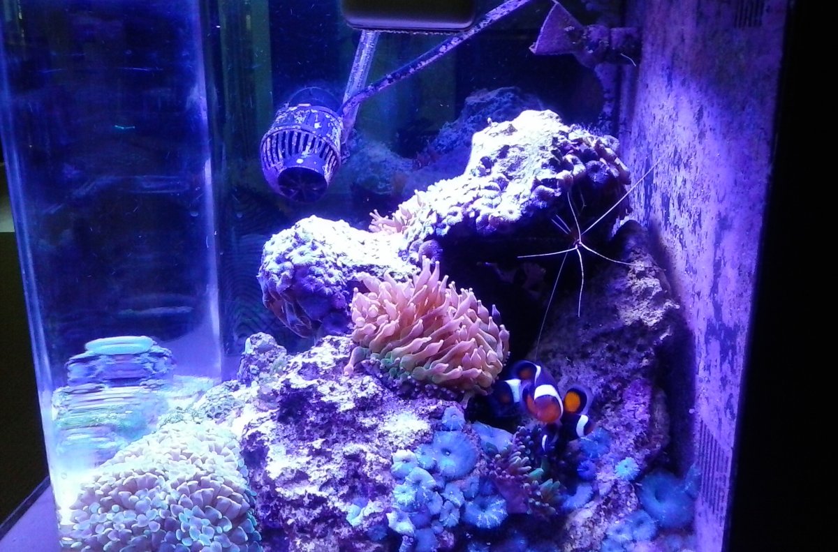 reef tank 013.jpg