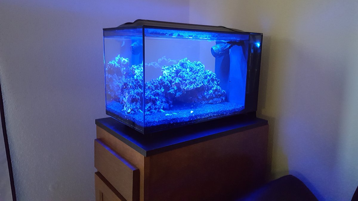 reef tank 2.jpeg