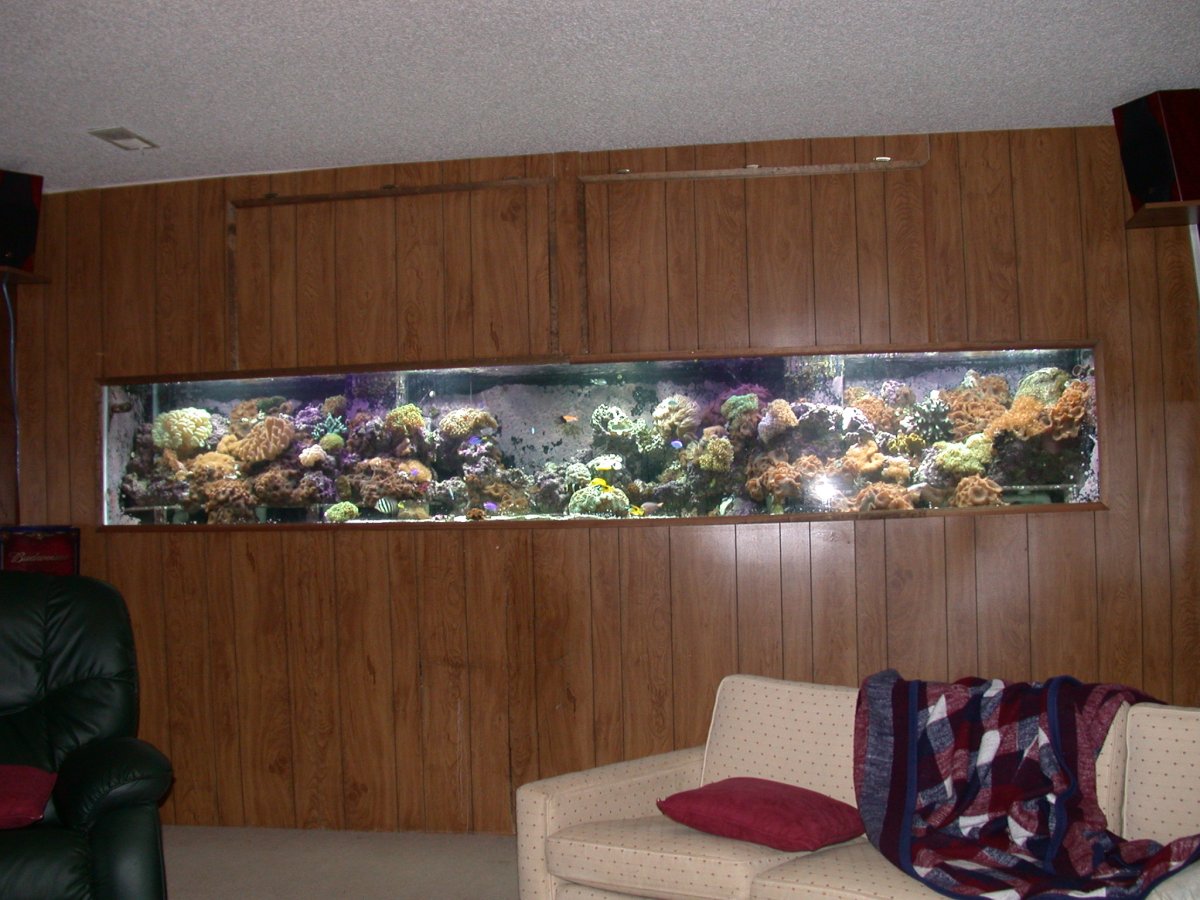 Reef Tank Full View 2.JPG