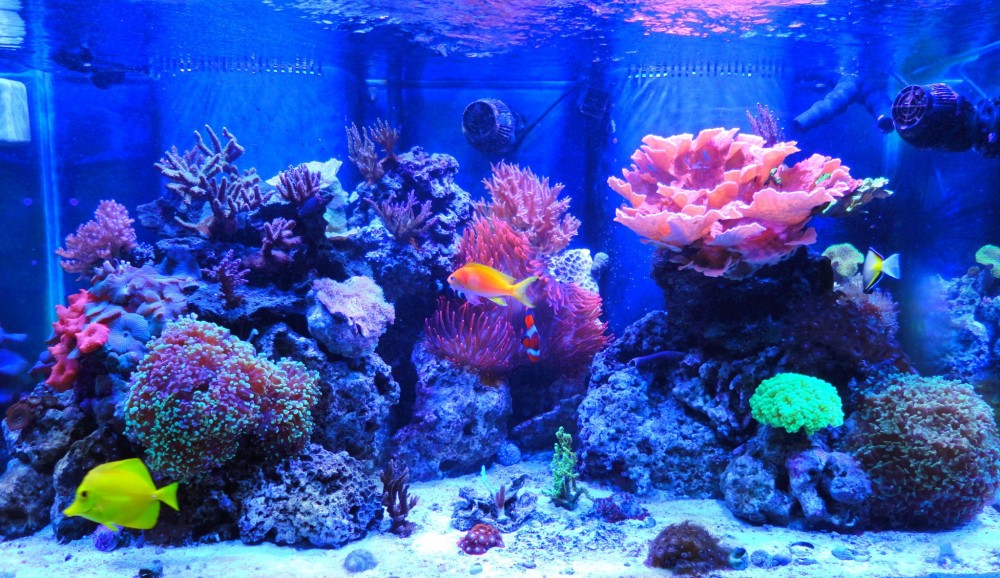 reef tank.jpg