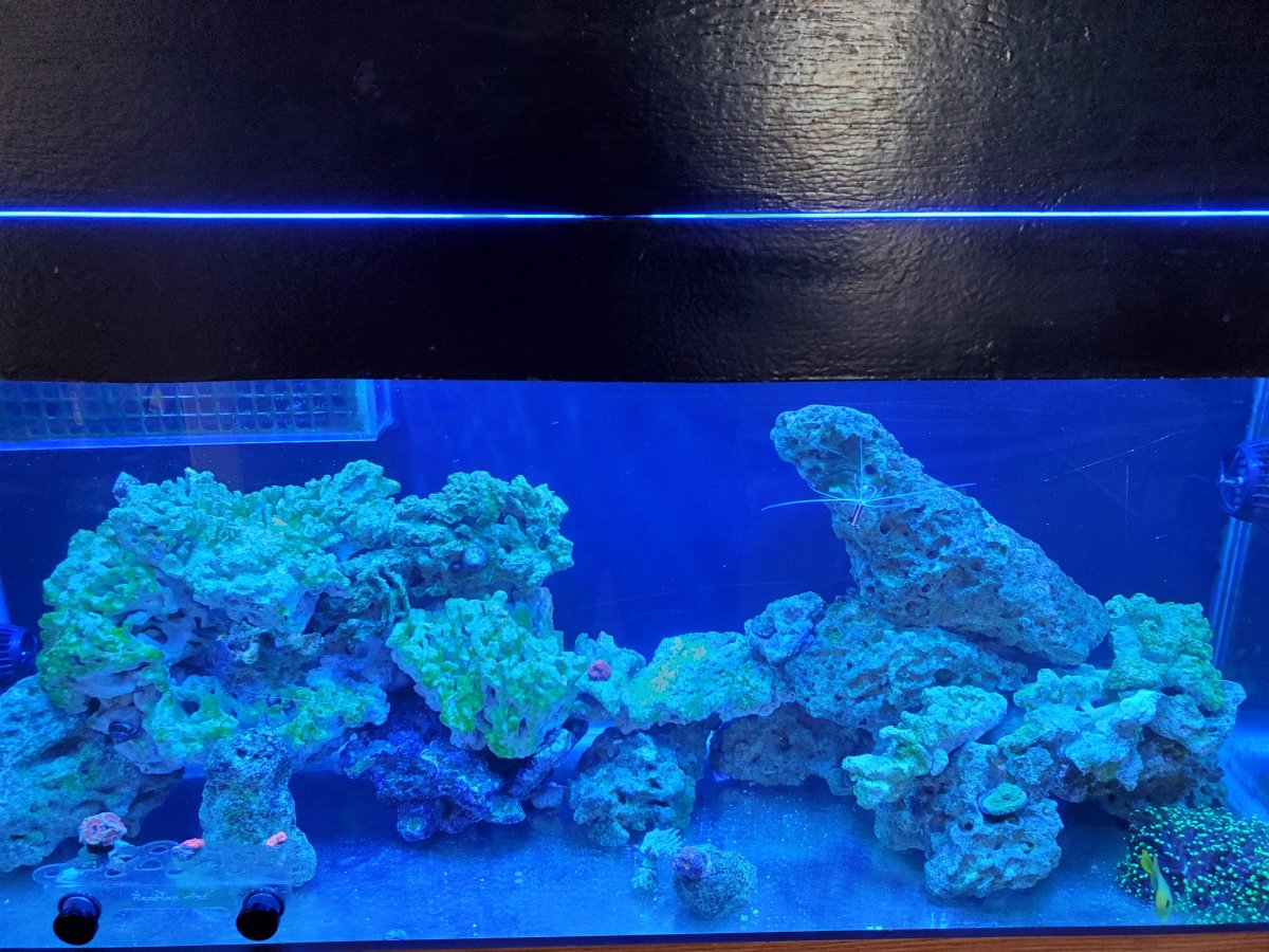 reef tank.jpg