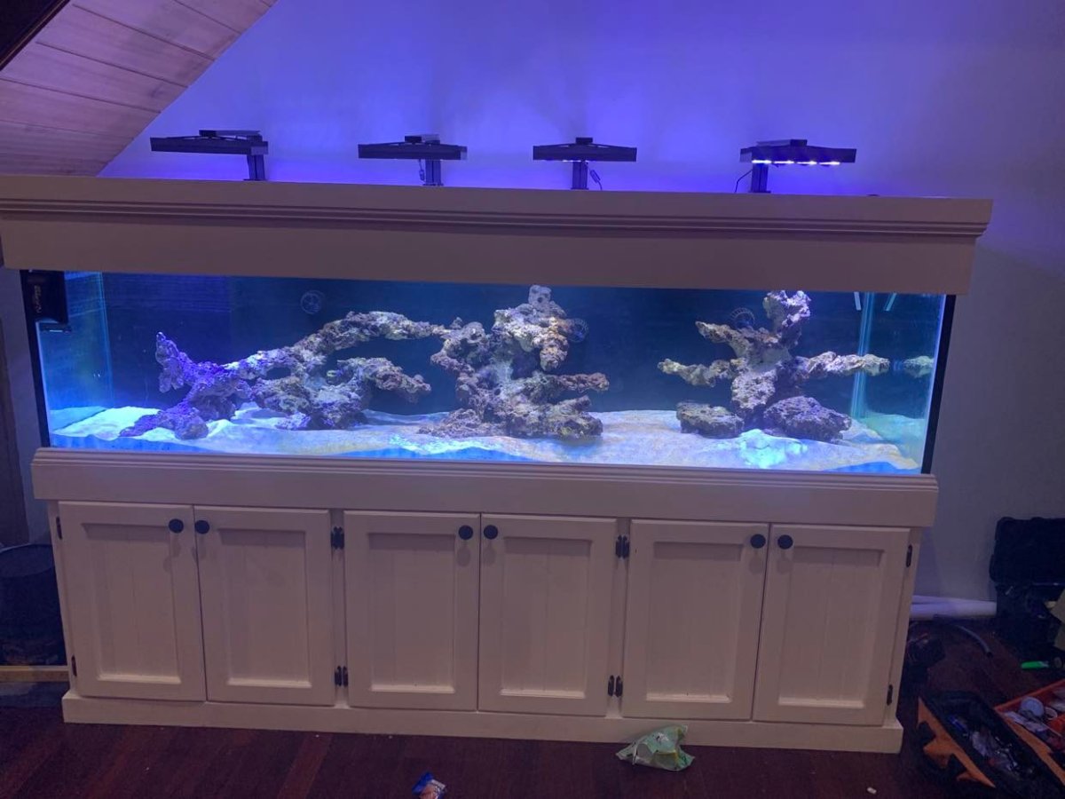 reef tank.jpg